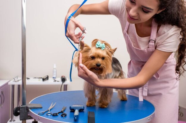 Puppy Mutt Groom