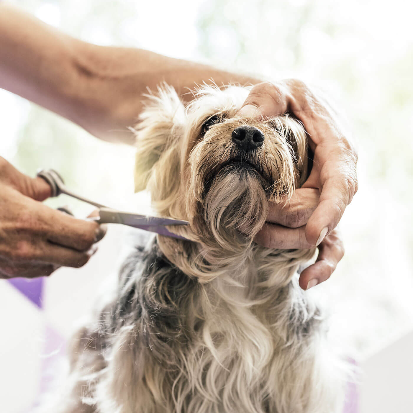 https://inugrooming.com/portfolio/bathtrim/